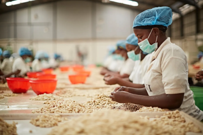 Photo of Women working in cashew processing factory.
