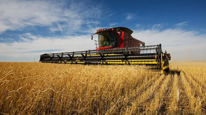 Photo of wheat farm